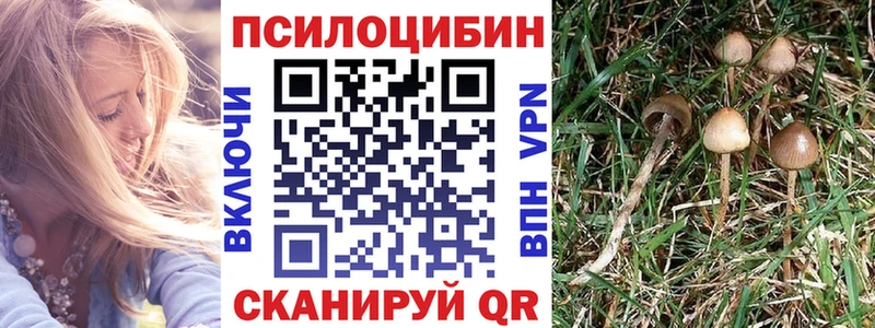 Галлюциногенные грибы Psilocybine cubensis  Купить  Мегион 